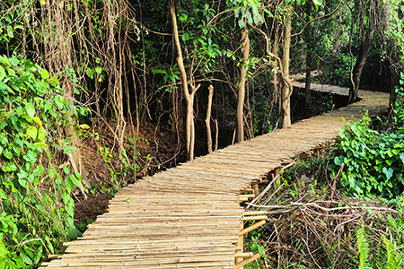 สะพานทางเดินไม้ไผ่-บางกรวย