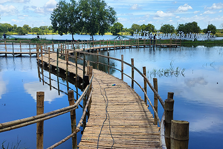 สะพานไม้ไผ่กลางทุ่งนา-ปทุมธานี