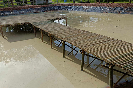 สะพานไม้ไผ่มีเทอเรสกลางบ่อ บ้านกรวด บุรีรัมย์